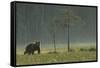 Eurasian Brown Bear (Ursus Arctos) in Early Evening, Kuhmo, Finland, July 2008-Widstrand-Framed Stretched Canvas