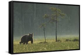Eurasian Brown Bear (Ursus Arctos) in Early Evening, Kuhmo, Finland, July 2008-Widstrand-Framed Stretched Canvas
