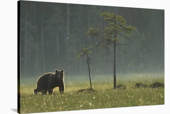 Eurasian Brown Bear (Ursus Arctos) in Early Evening, Kuhmo, Finland, July 2008-Widstrand-Stretched Canvas