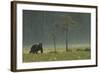 Eurasian Brown Bear (Ursus Arctos) in Early Evening, Kuhmo, Finland, July 2008-Widstrand-Framed Photographic Print