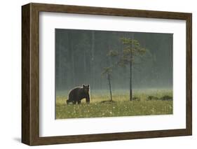 Eurasian Brown Bear (Ursus Arctos) in Early Evening, Kuhmo, Finland, July 2008-Widstrand-Framed Photographic Print