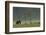 Eurasian Brown Bear (Ursus Arctos) in Early Evening, Kuhmo, Finland, July 2008-Widstrand-Framed Photographic Print