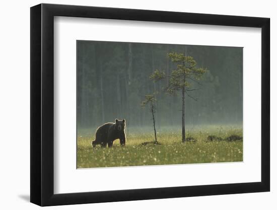 Eurasian Brown Bear (Ursus Arctos) in Early Evening, Kuhmo, Finland, July 2008-Widstrand-Framed Photographic Print