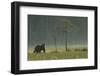 Eurasian Brown Bear (Ursus Arctos) in Early Evening, Kuhmo, Finland, July 2008-Widstrand-Framed Photographic Print