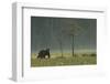 Eurasian Brown Bear (Ursus Arctos) in Early Evening, Kuhmo, Finland, July 2008-Widstrand-Framed Photographic Print