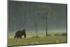 Eurasian Brown Bear (Ursus Arctos) in Early Evening, Kuhmo, Finland, July 2008-Widstrand-Mounted Photographic Print