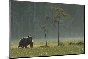 Eurasian Brown Bear (Ursus Arctos) in Early Evening, Kuhmo, Finland, July 2008-Widstrand-Mounted Photographic Print