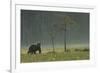 Eurasian Brown Bear (Ursus Arctos) in Early Evening, Kuhmo, Finland, July 2008-Widstrand-Framed Photographic Print