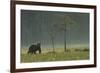 Eurasian Brown Bear (Ursus Arctos) in Early Evening, Kuhmo, Finland, July 2008-Widstrand-Framed Photographic Print