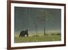 Eurasian Brown Bear (Ursus Arctos) in Early Evening, Kuhmo, Finland, July 2008-Widstrand-Framed Photographic Print