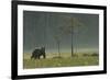 Eurasian Brown Bear (Ursus Arctos) in Early Evening, Kuhmo, Finland, July 2008-Widstrand-Framed Photographic Print