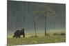 Eurasian Brown Bear (Ursus Arctos) in Early Evening, Kuhmo, Finland, July 2008-Widstrand-Mounted Photographic Print