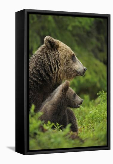 Eurasian Brown Bear (Ursus Arctos) Mother and Cub, Suomussalmi, Finland, July 2008-Widstrand-Framed Stretched Canvas