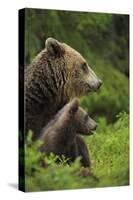 Eurasian Brown Bear (Ursus Arctos) Mother and Cub, Suomussalmi, Finland, July 2008-Widstrand-Stretched Canvas