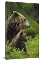 Eurasian Brown Bear (Ursus Arctos) Mother and Cub, Suomussalmi, Finland, July 2008-Widstrand-Stretched Canvas