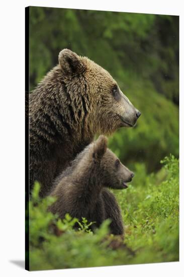 Eurasian Brown Bear (Ursus Arctos) Mother and Cub, Suomussalmi, Finland, July 2008-Widstrand-Stretched Canvas
