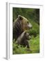 Eurasian Brown Bear (Ursus Arctos) Mother and Cub, Suomussalmi, Finland, July 2008-Widstrand-Framed Photographic Print