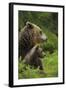 Eurasian Brown Bear (Ursus Arctos) Mother and Cub, Suomussalmi, Finland, July 2008-Widstrand-Framed Photographic Print