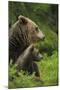 Eurasian Brown Bear (Ursus Arctos) Mother and Cub, Suomussalmi, Finland, July 2008-Widstrand-Mounted Photographic Print