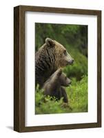 Eurasian Brown Bear (Ursus Arctos) Mother and Cub, Suomussalmi, Finland, July 2008-Widstrand-Framed Photographic Print