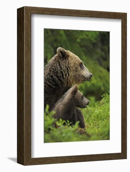 Eurasian Brown Bear (Ursus Arctos) Mother and Cub, Suomussalmi, Finland, July 2008-Widstrand-Framed Photographic Print