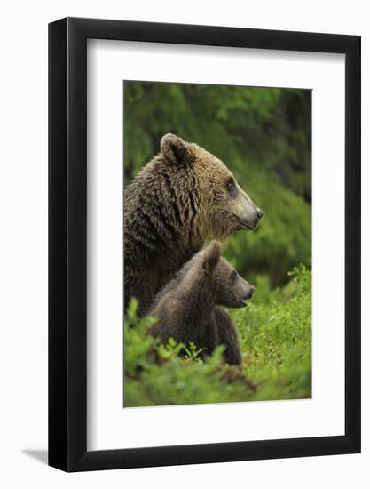 Eurasian Brown Bear (Ursus Arctos) Mother and Cub, Suomussalmi, Finland, July 2008-Widstrand-Framed Photographic Print