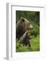 Eurasian Brown Bear (Ursus Arctos) Mother and Cub, Suomussalmi, Finland, July 2008-Widstrand-Framed Photographic Print