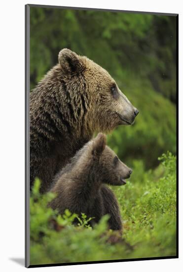 Eurasian Brown Bear (Ursus Arctos) Mother and Cub, Suomussalmi, Finland, July 2008-Widstrand-Mounted Photographic Print