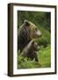 Eurasian Brown Bear (Ursus Arctos) Mother and Cub, Suomussalmi, Finland, July 2008-Widstrand-Framed Photographic Print