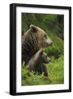 Eurasian Brown Bear (Ursus Arctos) Mother and Cub, Suomussalmi, Finland, July 2008-Widstrand-Framed Photographic Print