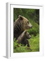 Eurasian Brown Bear (Ursus Arctos) Mother and Cub, Suomussalmi, Finland, July 2008-Widstrand-Framed Photographic Print