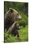 Eurasian Brown Bear (Ursus Arctos) Mother and Cub, Suomussalmi, Finland, July 2008-Widstrand-Stretched Canvas