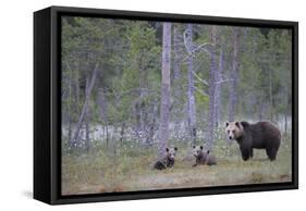 Eurasian Brown Bear (Ursus Arctos) Mother and Cubs in Woodland, Suomussalmi, Finland, July 2008-Widstrand-Framed Stretched Canvas