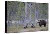 Eurasian Brown Bear (Ursus Arctos) Mother and Cubs in Woodland, Suomussalmi, Finland, July 2008-Widstrand-Stretched Canvas