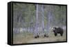 Eurasian Brown Bear (Ursus Arctos) Mother and Cubs in Woodland, Suomussalmi, Finland, July 2008-Widstrand-Framed Stretched Canvas