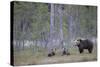 Eurasian Brown Bear (Ursus Arctos) Mother and Cubs in Woodland, Suomussalmi, Finland, July 2008-Widstrand-Stretched Canvas