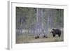 Eurasian Brown Bear (Ursus Arctos) Mother and Cubs in Woodland, Suomussalmi, Finland, July 2008-Widstrand-Framed Photographic Print