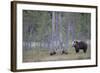 Eurasian Brown Bear (Ursus Arctos) Mother and Cubs in Woodland, Suomussalmi, Finland, July 2008-Widstrand-Framed Photographic Print