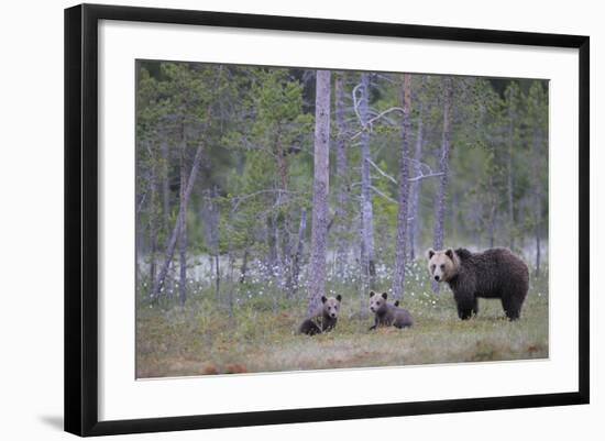 Eurasian Brown Bear (Ursus Arctos) Mother and Cubs in Woodland, Suomussalmi, Finland, July 2008-Widstrand-Framed Photographic Print