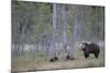 Eurasian Brown Bear (Ursus Arctos) Mother and Cubs in Woodland, Suomussalmi, Finland, July 2008-Widstrand-Mounted Photographic Print