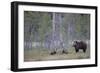 Eurasian Brown Bear (Ursus Arctos) Mother and Cubs in Woodland, Suomussalmi, Finland, July 2008-Widstrand-Framed Photographic Print