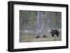 Eurasian Brown Bear (Ursus Arctos) Mother and Cubs in Woodland, Suomussalmi, Finland, July 2008-Widstrand-Framed Photographic Print