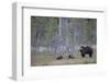 Eurasian Brown Bear (Ursus Arctos) Mother and Cubs in Woodland, Suomussalmi, Finland, July 2008-Widstrand-Framed Photographic Print