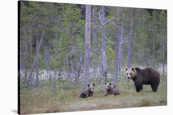 Eurasian Brown Bear (Ursus Arctos) Mother and Cubs in Woodland, Suomussalmi, Finland, July 2008-Widstrand-Stretched Canvas