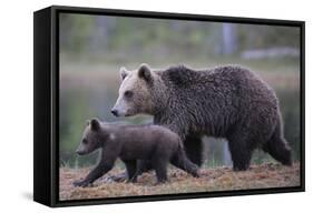 Eurasian Brown Bear (Ursus Arctos) Mother Walking with Cub, Suomussalmi, Finland, July 2008-Widstrand-Framed Stretched Canvas