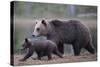 Eurasian Brown Bear (Ursus Arctos) Mother Walking with Cub, Suomussalmi, Finland, July 2008-Widstrand-Stretched Canvas