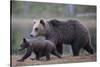 Eurasian Brown Bear (Ursus Arctos) Mother Walking with Cub, Suomussalmi, Finland, July 2008-Widstrand-Stretched Canvas