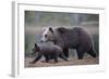 Eurasian Brown Bear (Ursus Arctos) Mother Walking with Cub, Suomussalmi, Finland, July 2008-Widstrand-Framed Photographic Print