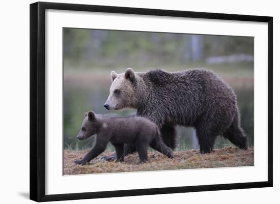 Eurasian Brown Bear (Ursus Arctos) Mother Walking with Cub, Suomussalmi, Finland, July 2008-Widstrand-Framed Photographic Print