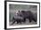 Eurasian Brown Bear (Ursus Arctos) Mother Walking with Cub, Suomussalmi, Finland, July 2008-Widstrand-Framed Photographic Print